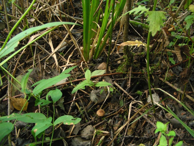 Canneto, micoflora e habitat